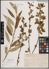 Foto von Salix fragilis L.
